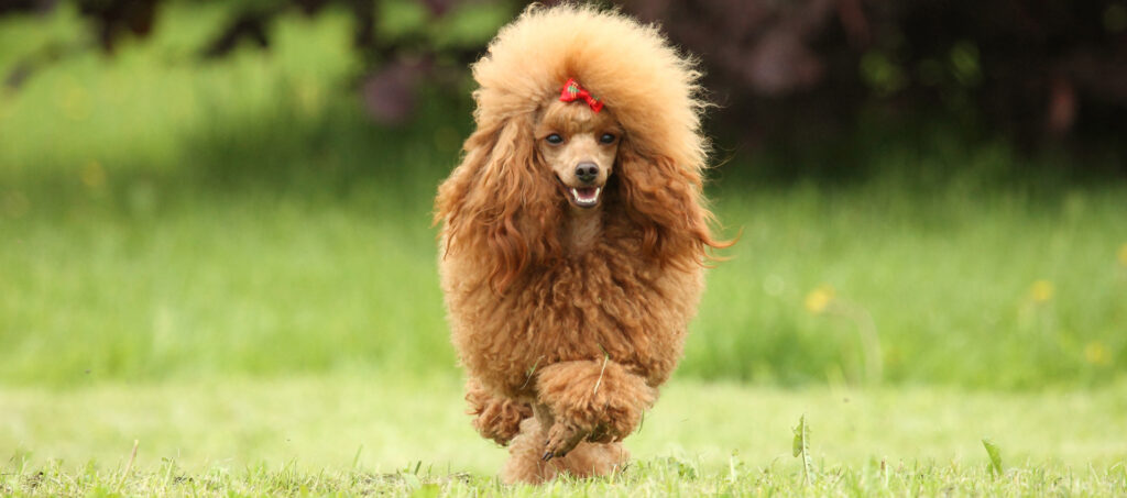 toy poodle