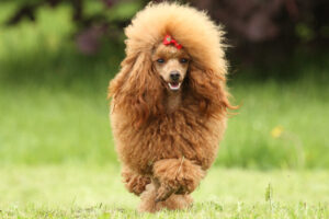 toy poodle